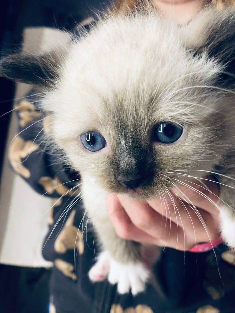 Ragdoll kitten
