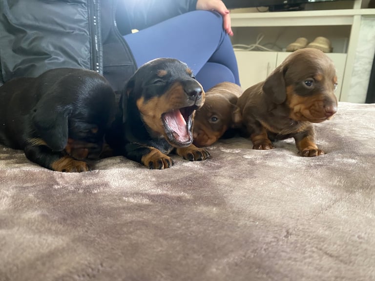 Miniture dachshunds 