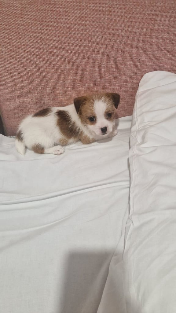 Jack Russell puppies