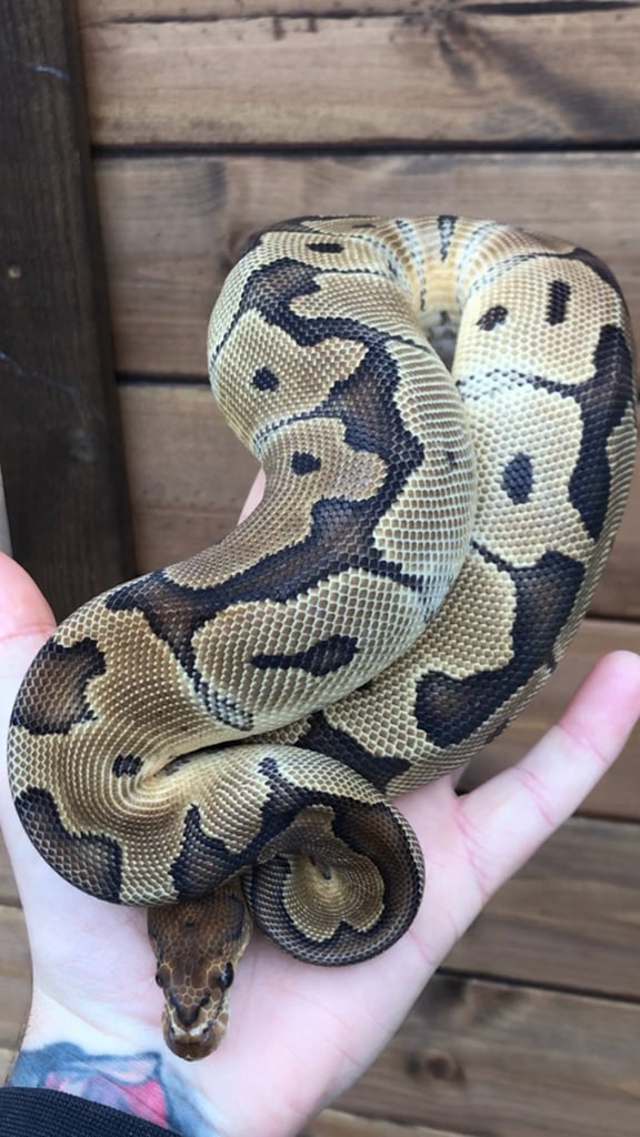 Ball python/ royal pythons 