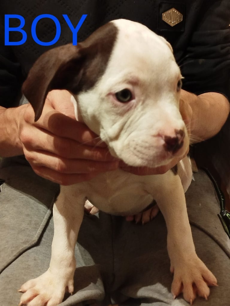 American Bulldog puppies ***Ready to go*** **updated pics** in Dungannon