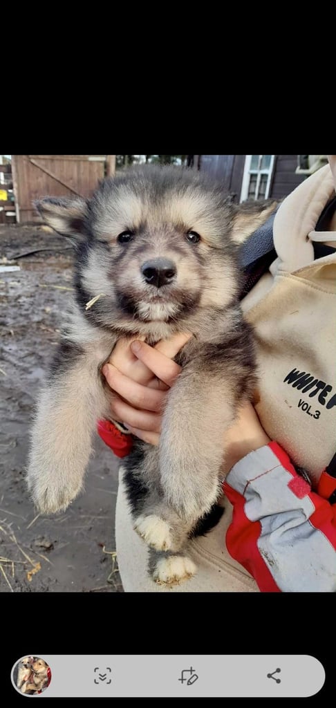 GERMAN SHEPHERD X SIBERIAN HUSKY PUPPIES