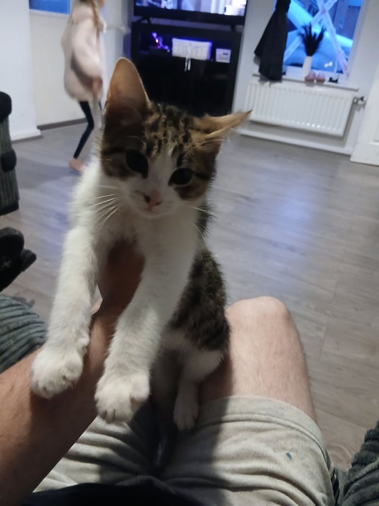 Boy and girl kittens 