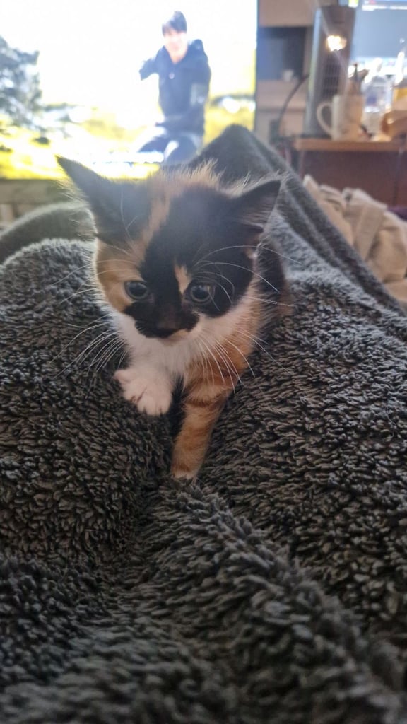 image for Kittens for sale - 2 left - Ready to leave now 