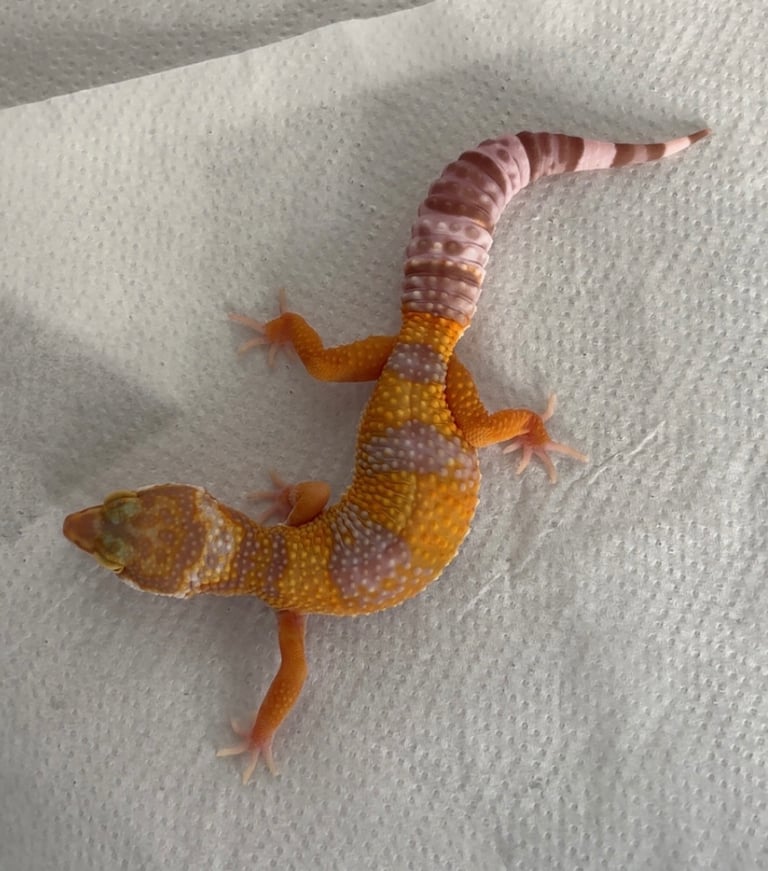 leopard gecko juvenile 
