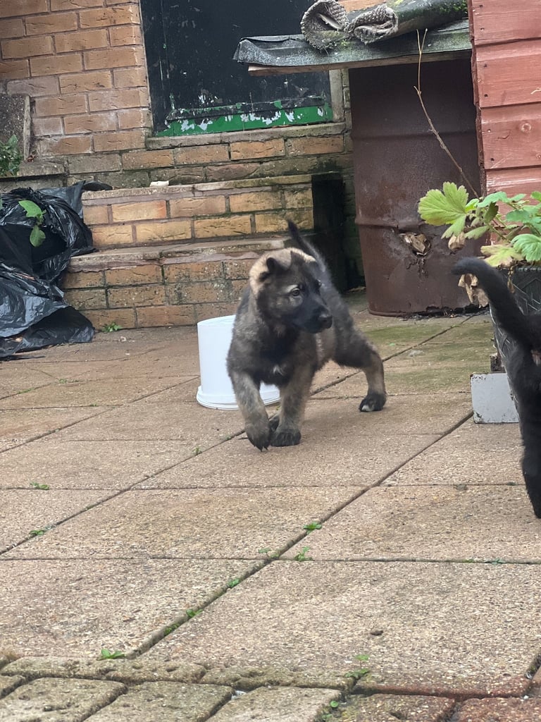 TOP QUALITY CZECH GERMAN SHEPHERDS AVAILABLE!