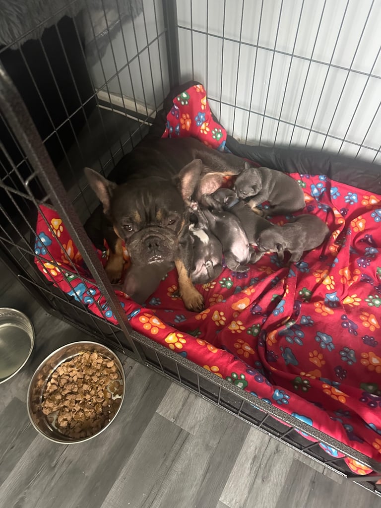 French bulldog puppies 