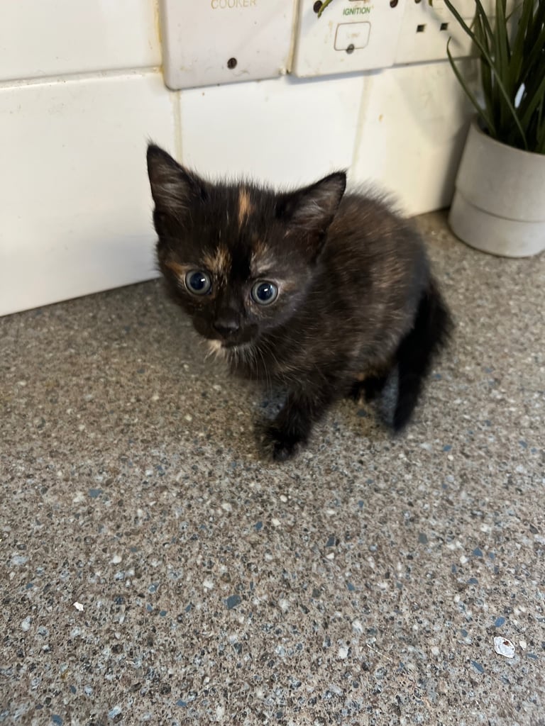 image for Tabby Kitten Ready to Go ! 