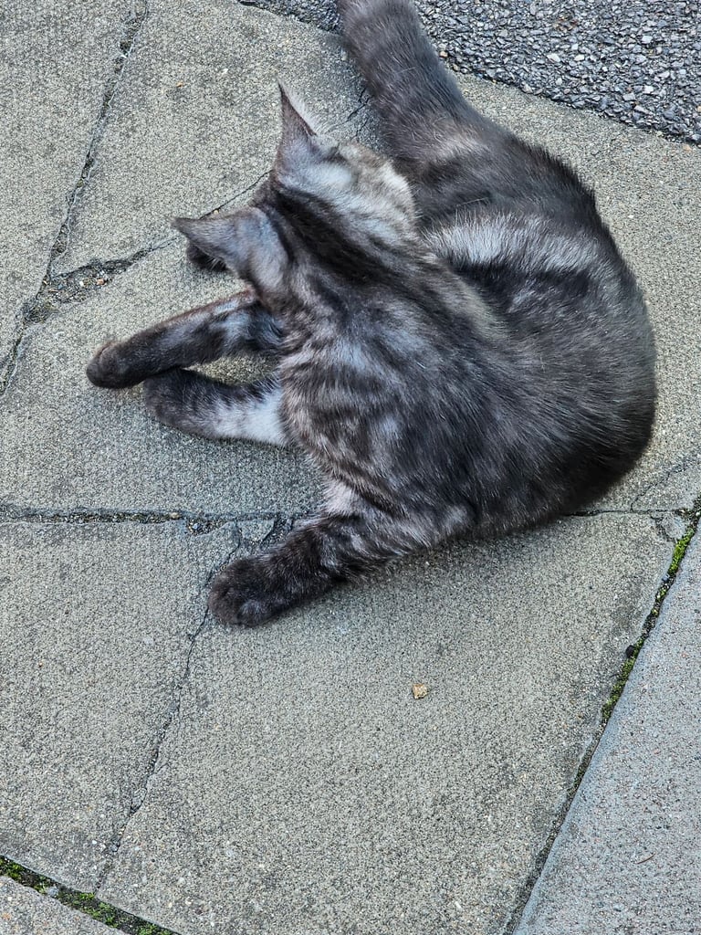 Beautiful kittens for sale