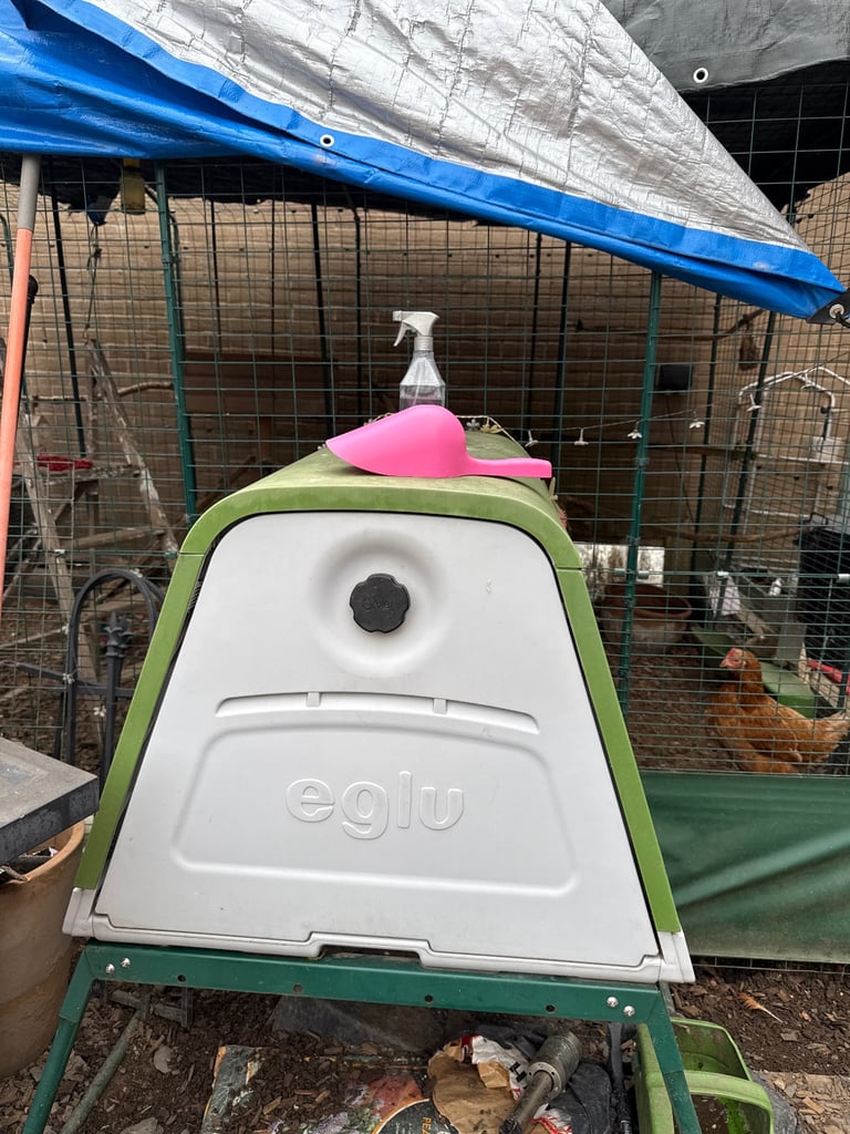 Chickens and Coops for sale 