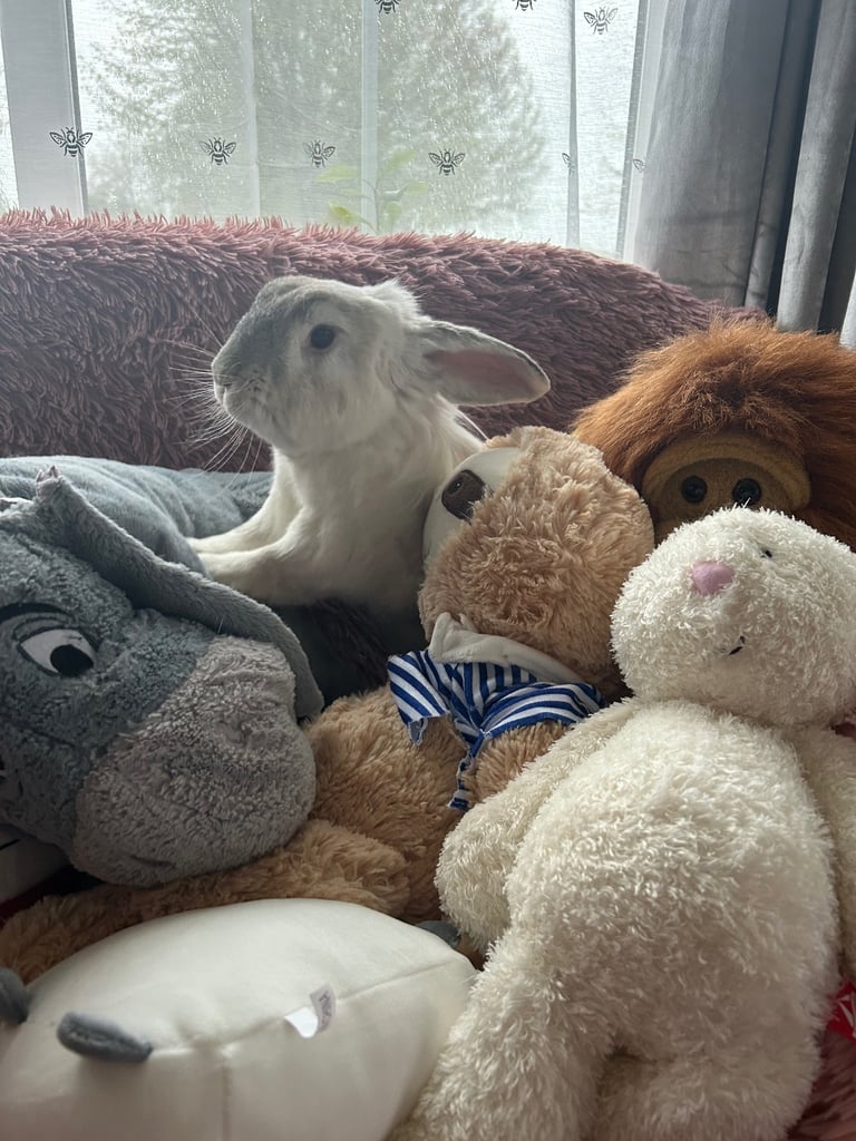 2 rabbits - male and female for rehoming 