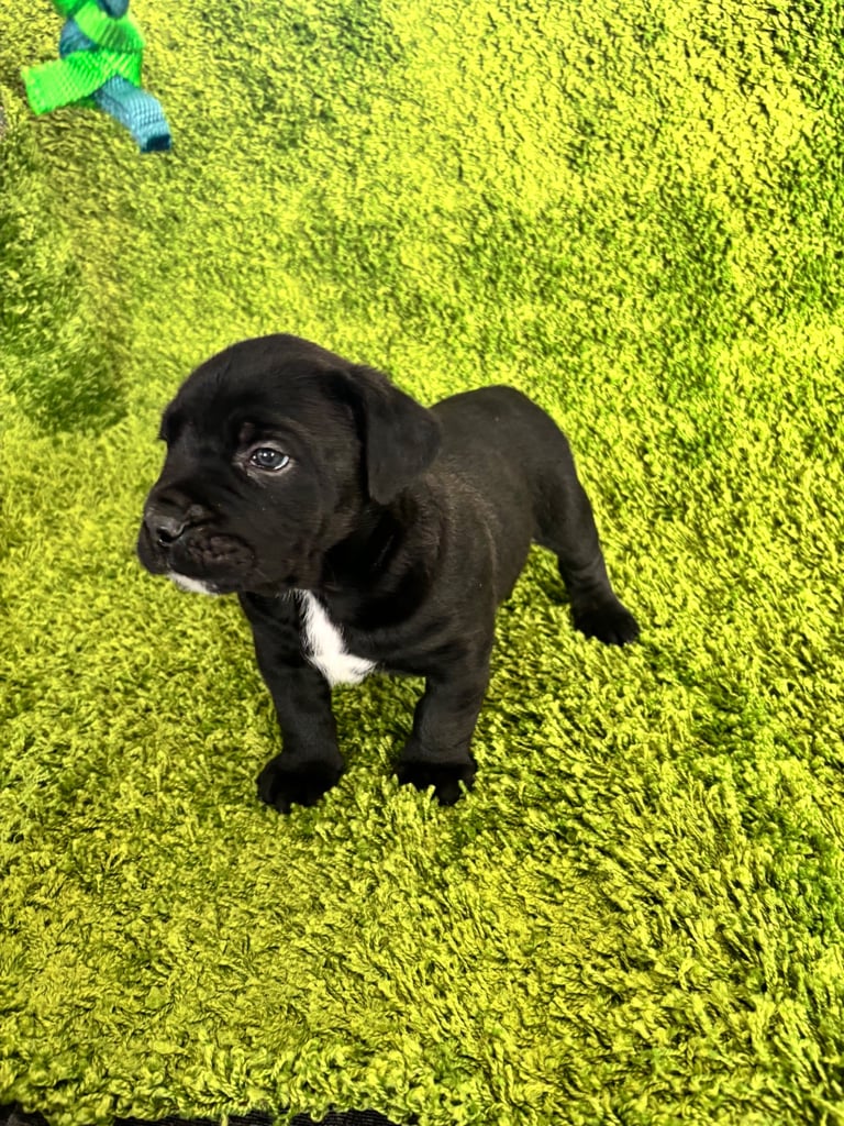 Puppies Boerboel X Mastiff Puppies