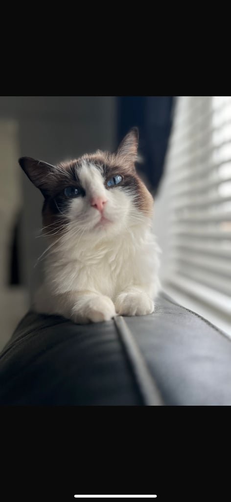 3 years old ragdoll cat 