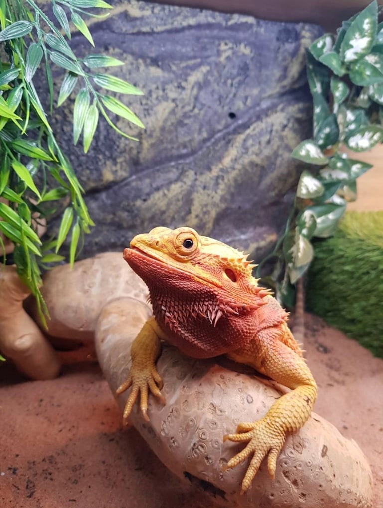 Premium Bred 'Rainbow' Bearded Dragon, Terrarium & Equipment.