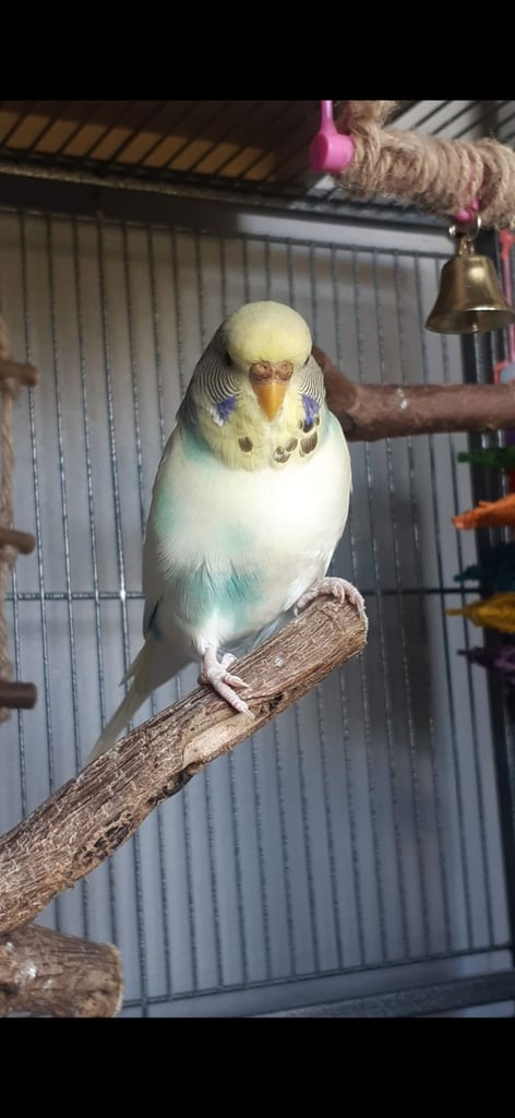 Female Budgie needing rehomed