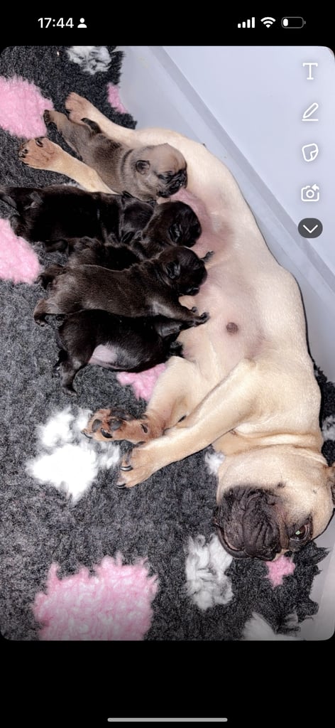 5 beautiful French bulldog puppy’s 