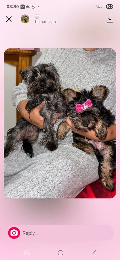 Girl for sale mini Yorkshire 