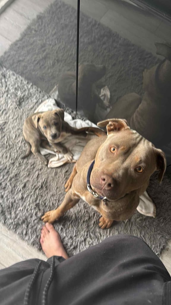 image for American bulldog x Doberman 