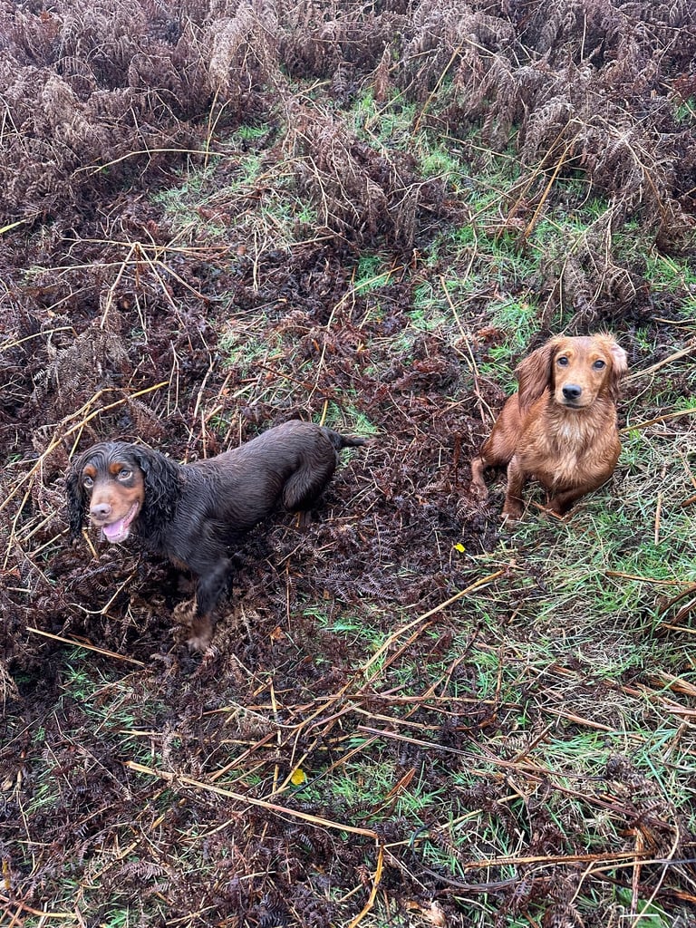 Stunning little red cocker spaniel male £800