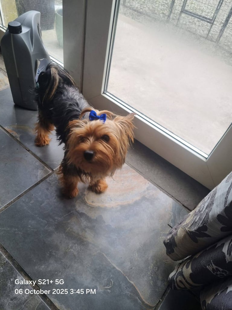 Yorkshire terrier pups 