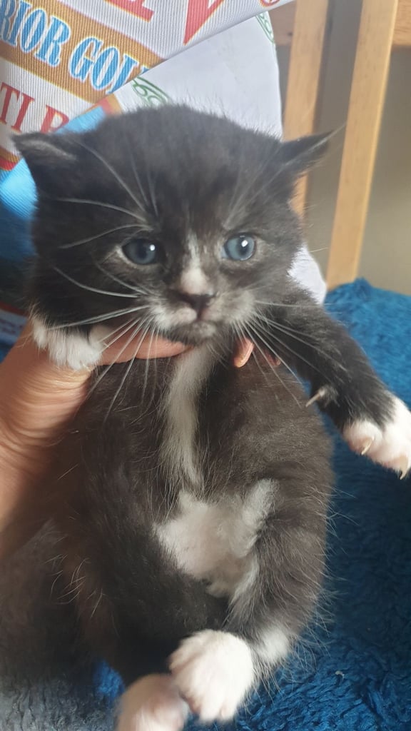 Very cute kittens they play they're so beautiful and friendly 