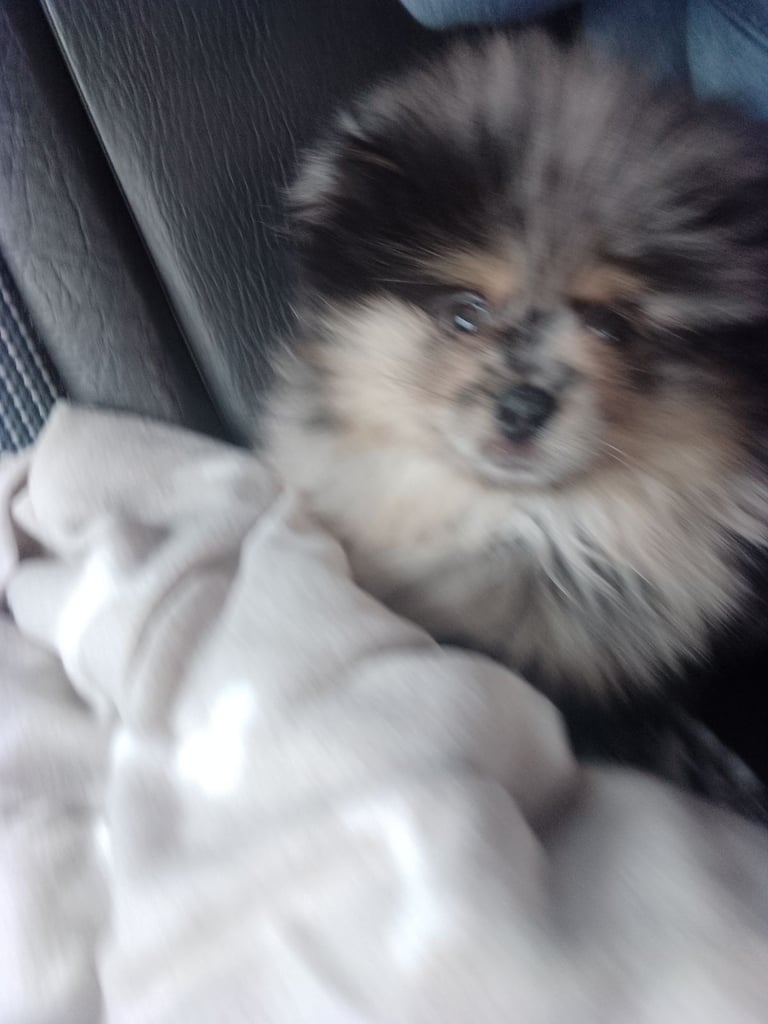 Pomeranian bluemerle