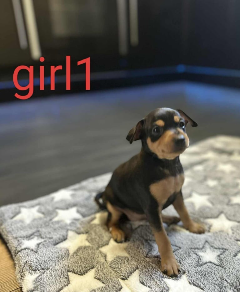 Miniature Pinscher puppies 