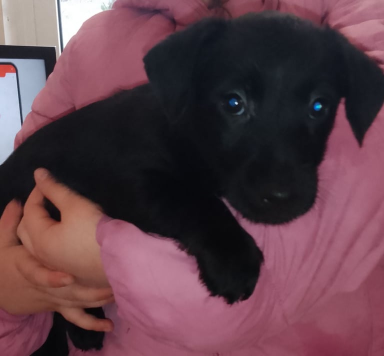 Scottish terrier xdachund 