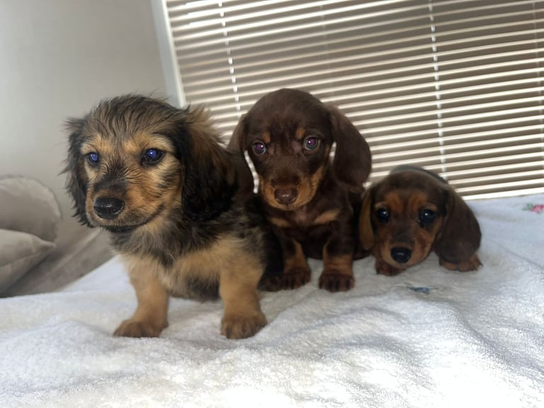 Dachshund puppies