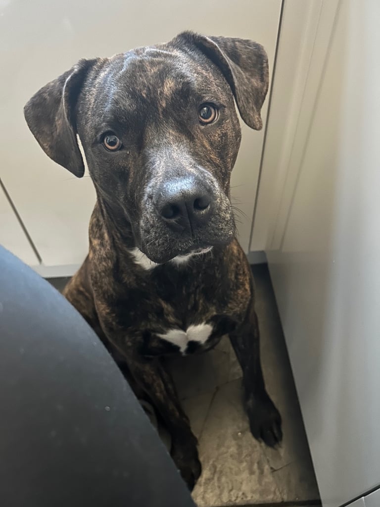 2 year old pup needs loving new home 