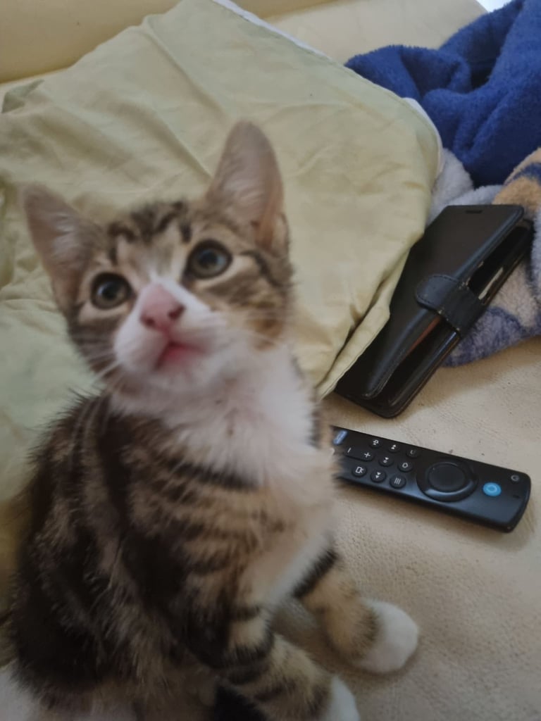 Adorable kittens seeking new home