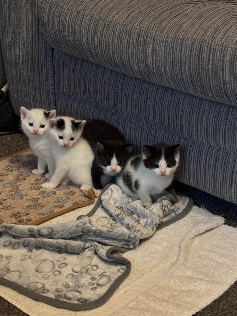 4 beautiful kittens ready for there new home
