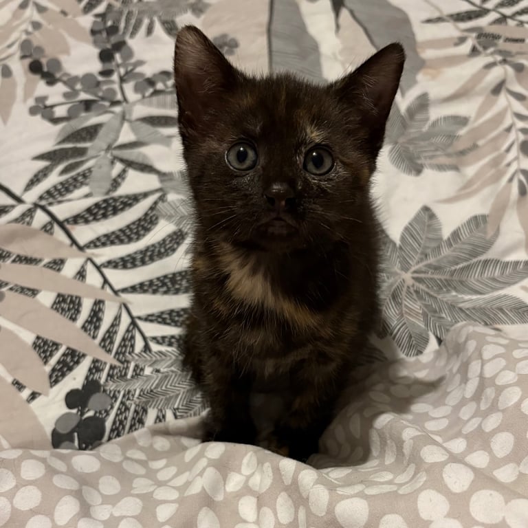 2 KITTENS left 
