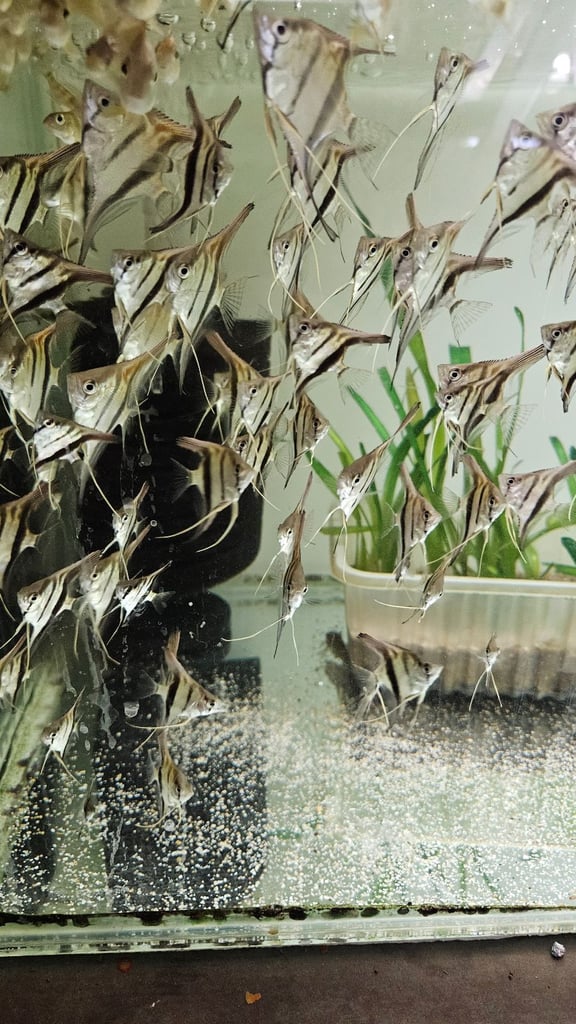 Red back manacapuru,Red head Geophagus, guppies 