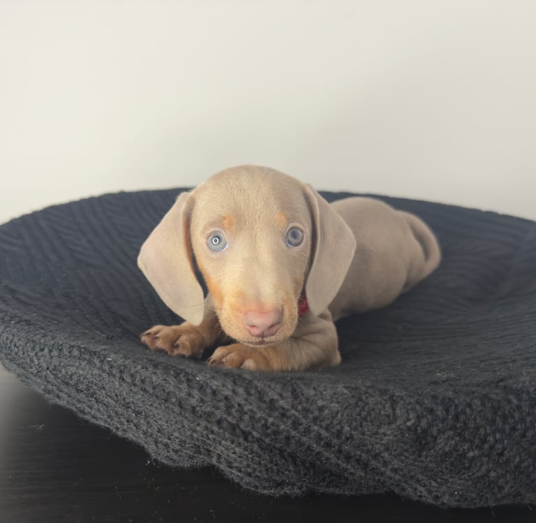 Miniature Dachshund Puppies 