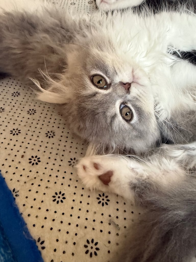 Persian kittens