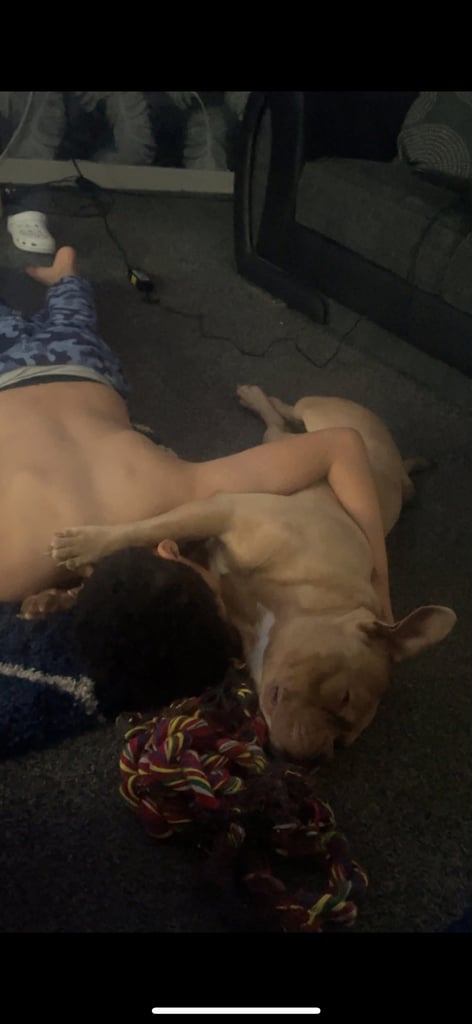 2 x dogs for sale 