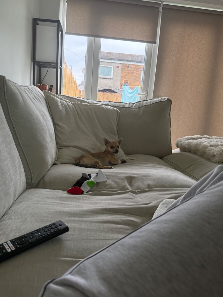 Two Chihuahua x Jack Russell Males for sale 6 months old.