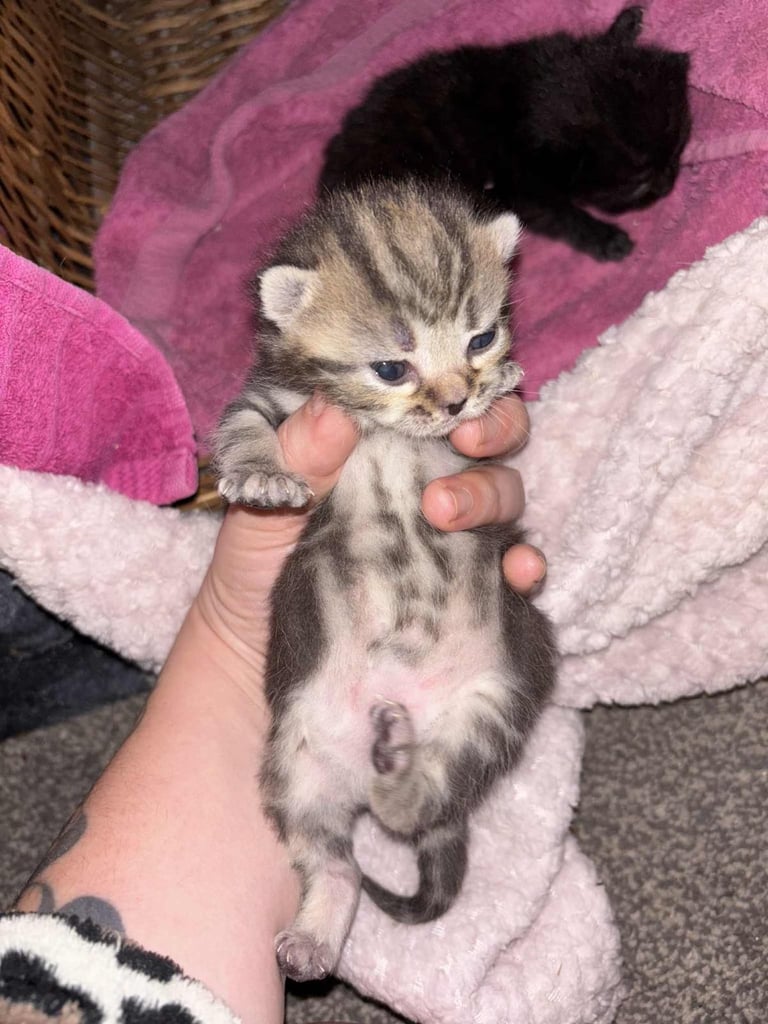 Kittens looking for forever homes 