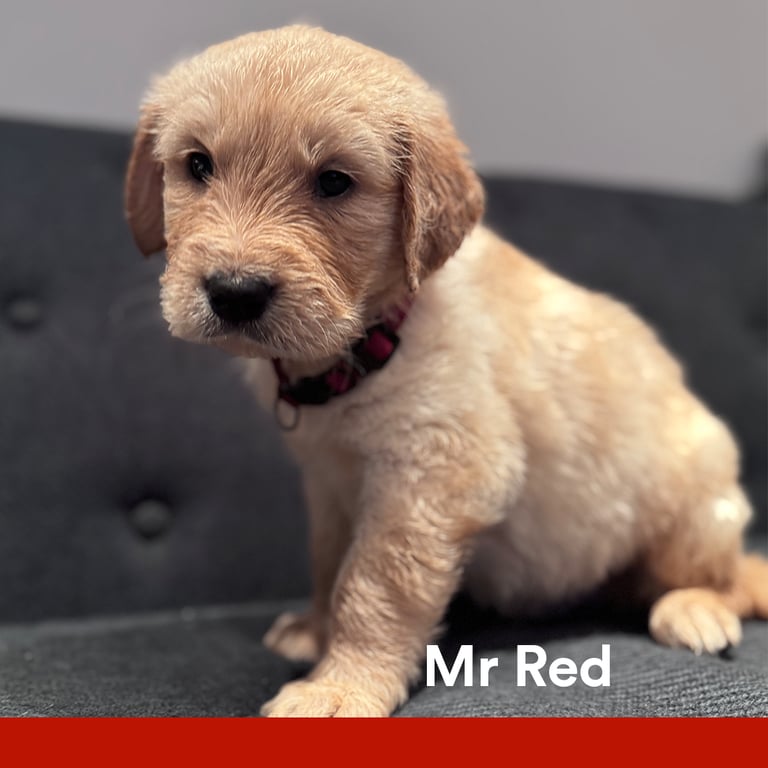Purebred Golden Retriever Puppies