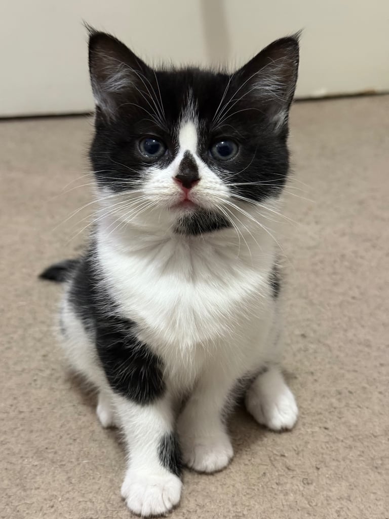 2 beautiful female  10 week old  kittens available 