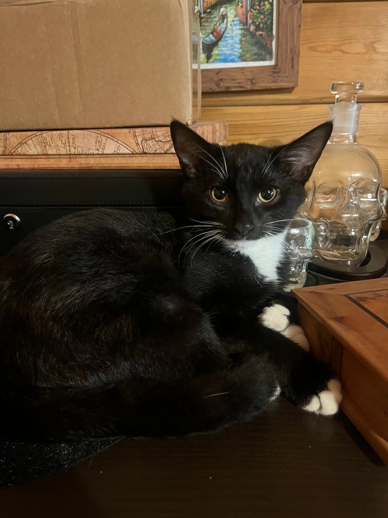 Kitten for forever home