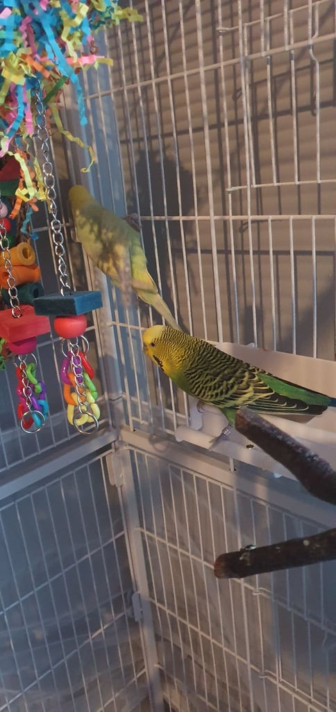 2 budgies for sale with cage and accessories 