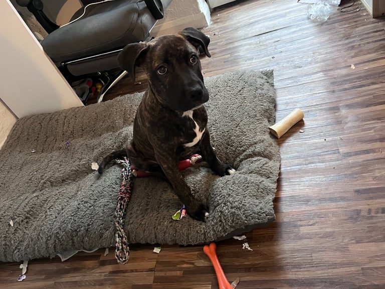 Presa canario puppy cross 