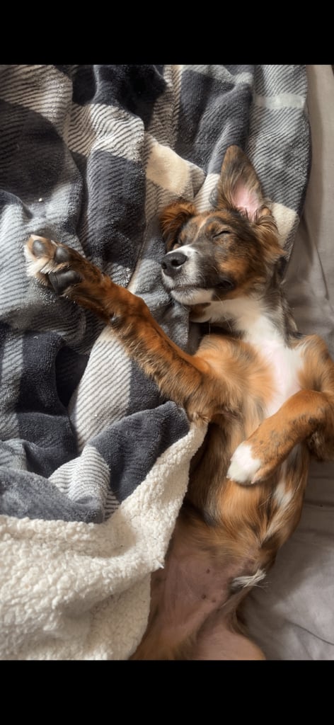 Male puppy cocker spaniel cross border collie