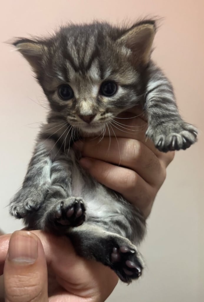 image for Two gorgeous male kittens looking for a loving home 🏠 