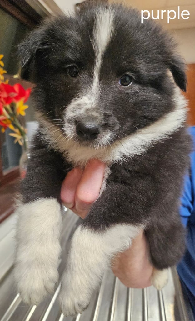image for Pup Forsale only 1 left female  