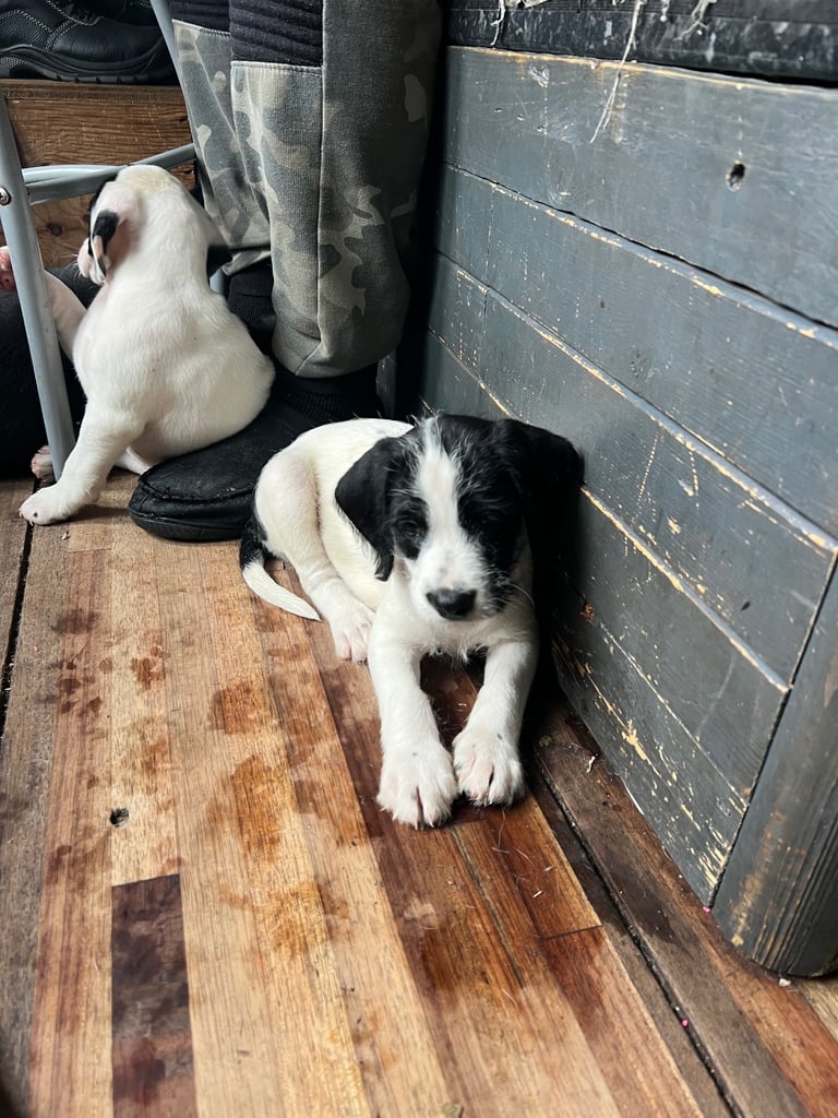 Old Tyme English Bulldog x Sproodle Puppy - Girl