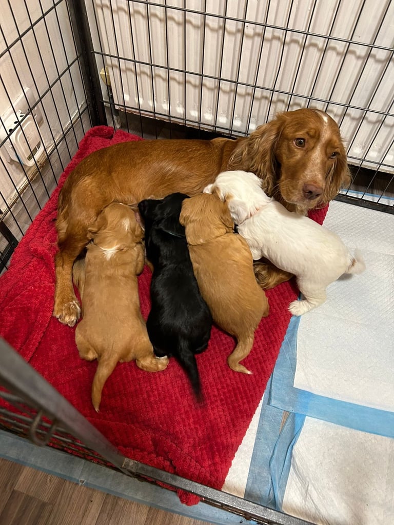 image for Full breed cocker spaniel boy pup 