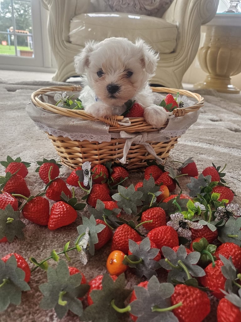 Maltese puppies
